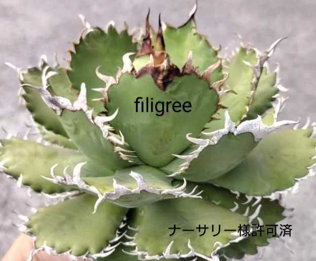 ⑲発根済 アガベ チタノタ フィリグリー Agave titanota filigree 台湾
