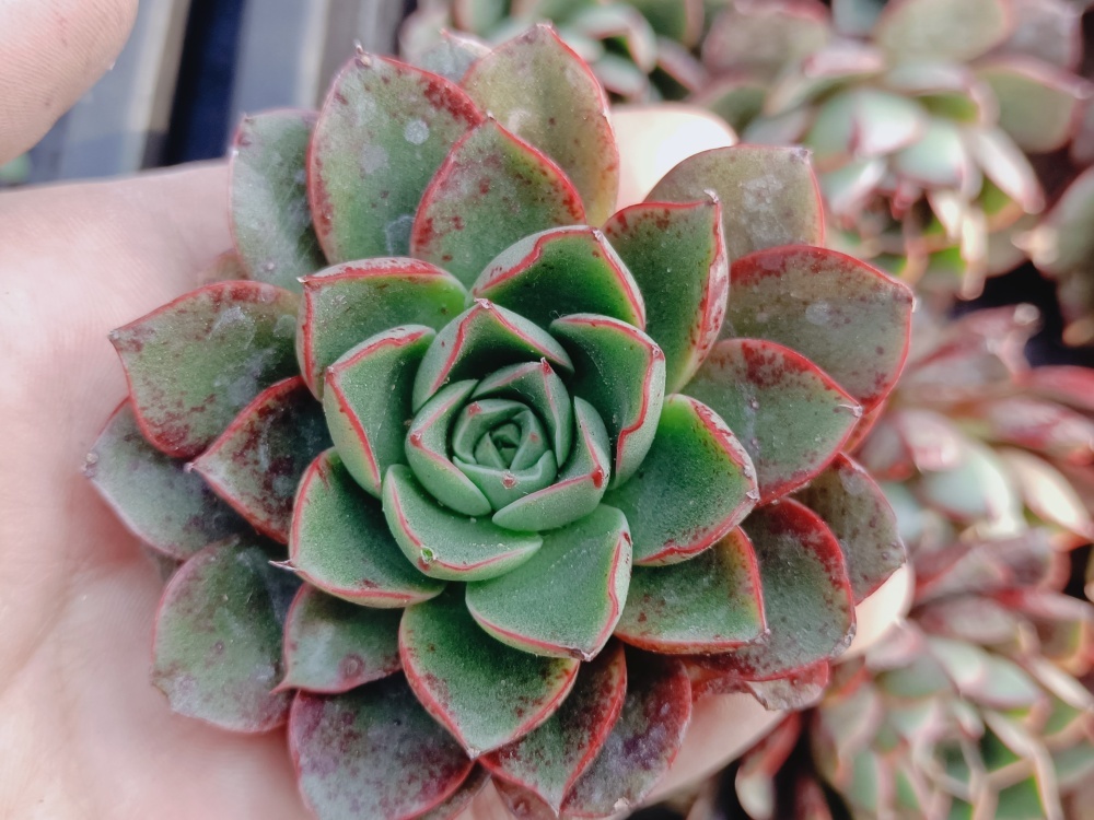 □超小型ダルマニグラ 【多肉植物 Haworthia ハオルチア ハオルシア