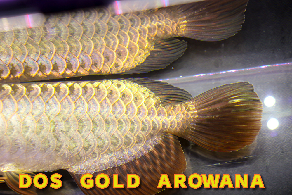 アロワナ 過背 スモールファーム