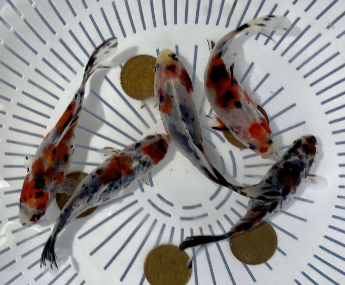 《6》GINRIN《銀鱗 明け弐歳 ５匹》弥富有名養魚場産《北海道，沖縄県，離れ島の方はお断り致します。》