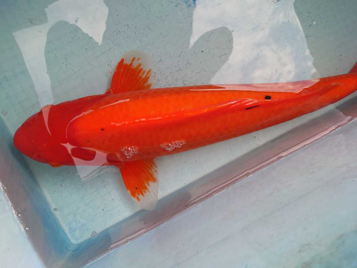 紅鯉？墨が出始めたので赤べっ甲？ 4歳 50cmちょい 池に欲しいサイズ！