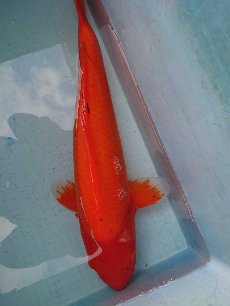 紅鯉？墨が出始めたので赤べっ甲？ 4歳 50cmちょい 池に欲しいサイズ！