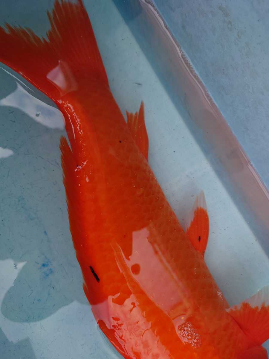 紅鯉？墨が出始めたので赤べっ甲？ 4歳 50cmちょい 池に欲しいサイズ！