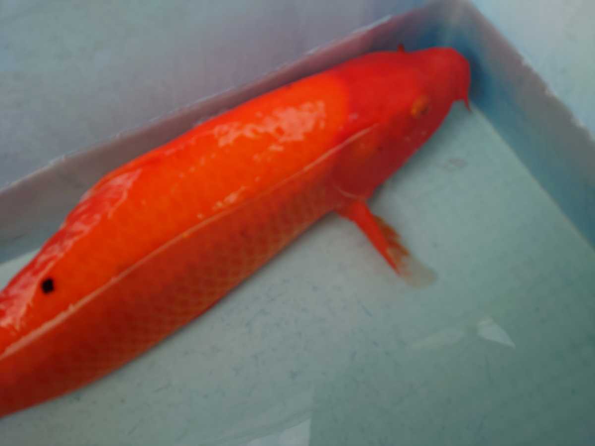 紅鯉？墨が出始めたので赤べっ甲？ 4歳 50cmちょい 池に欲しいサイズ！