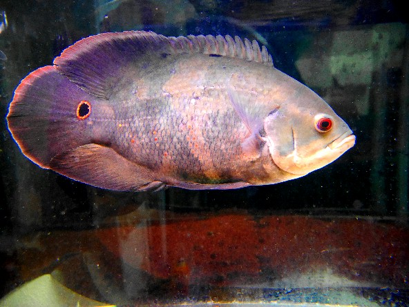 極上ワイルド ワイルドオスカー プトマヨ 30 位 綺麗 淡水魚 売買されたオークション情報 Yahooの商品情報をアーカイブ公開 オークファン Aucfan Com