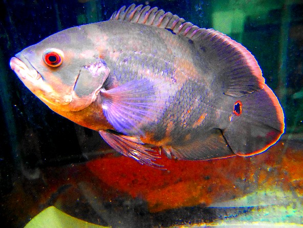 極上ワイルド ワイルドオスカー プトマヨ 30 位 綺麗 淡水魚 売買されたオークション情報 Yahooの商品情報をアーカイブ公開 オークファン Aucfan Com