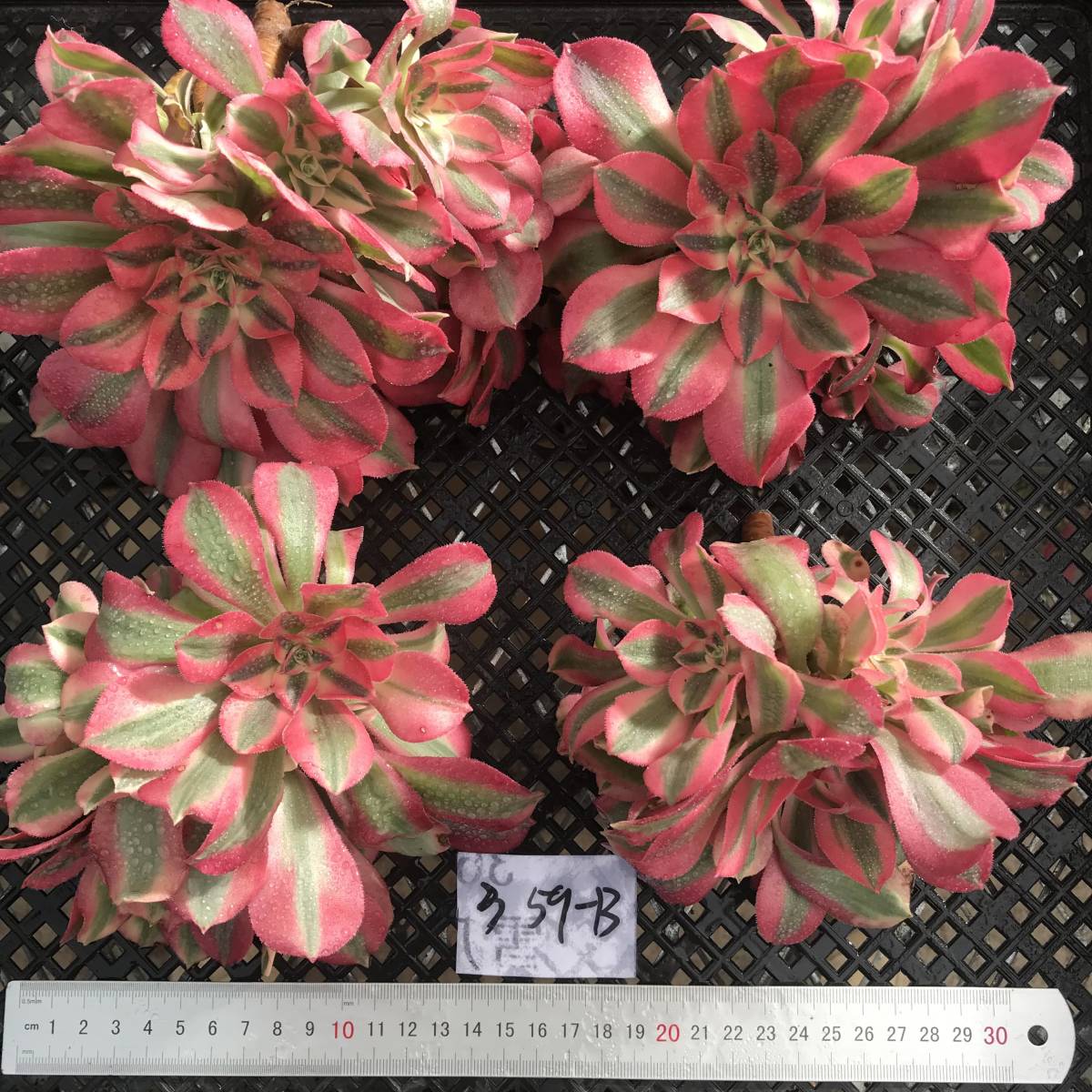 多肉植物 アエオニウム ピンクウィッチ（錦） サボテン 10株 abk359