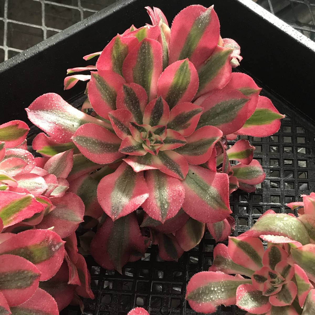 多肉植物 アエオニウム ピンクウィッチ（錦） サボテン 10株 abk359