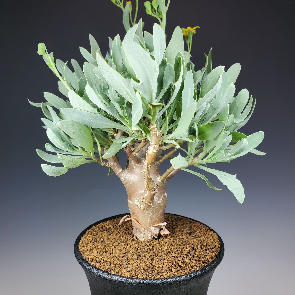 ハオルチア 多肉植物 - 極上斑 糊斑のハオルチア(白蛇伝・白銀の露など 