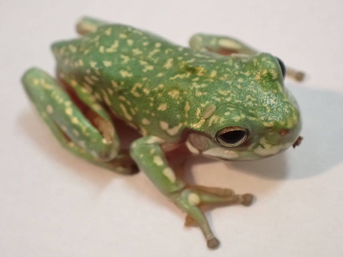 イエアメガエル　スノーフレーク　ドイツCB 