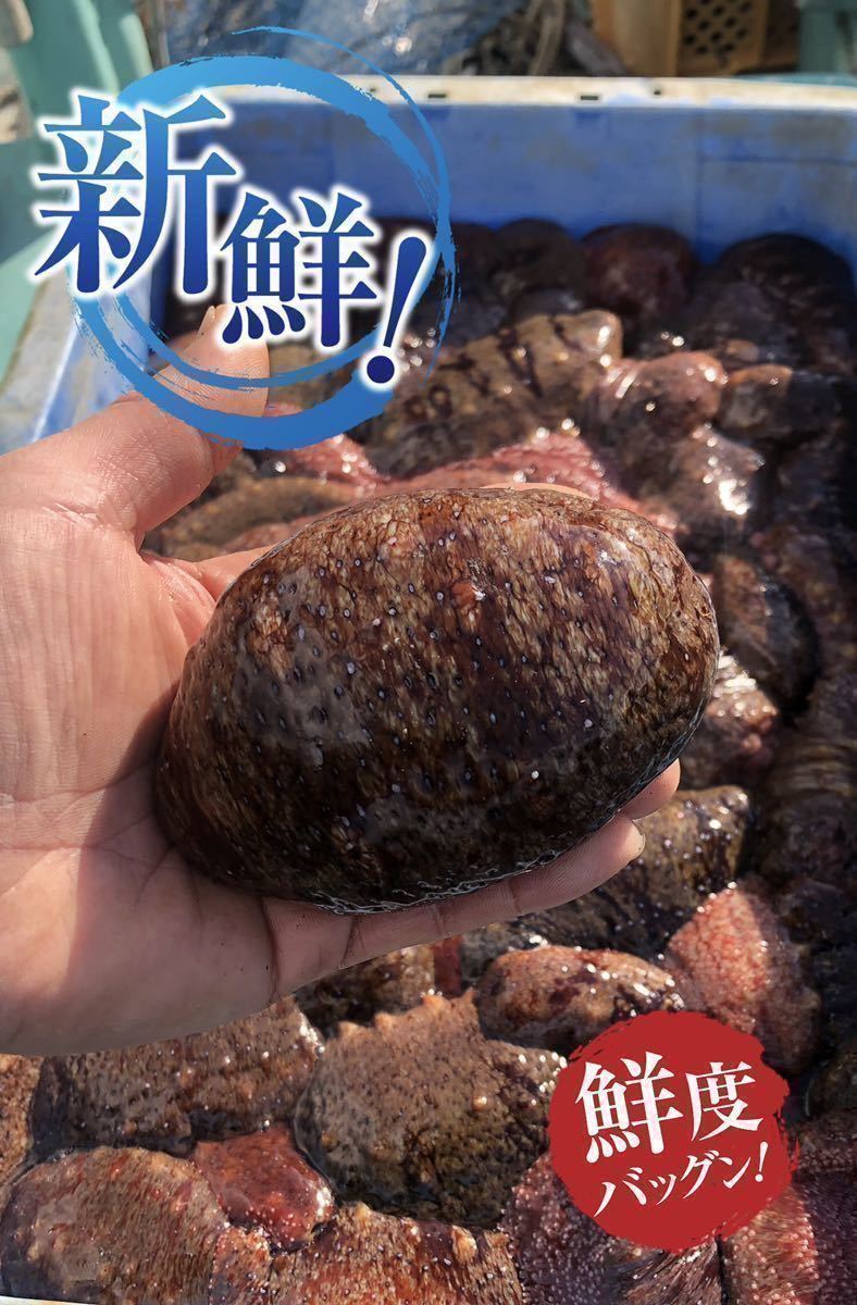 紀伊水道産の新鮮赤ナマコ！！産地直送！！　ナマコ　なまこ　1kg ★ 和歌山産！！栄養抜群の　スーパーフード　！！！！_1