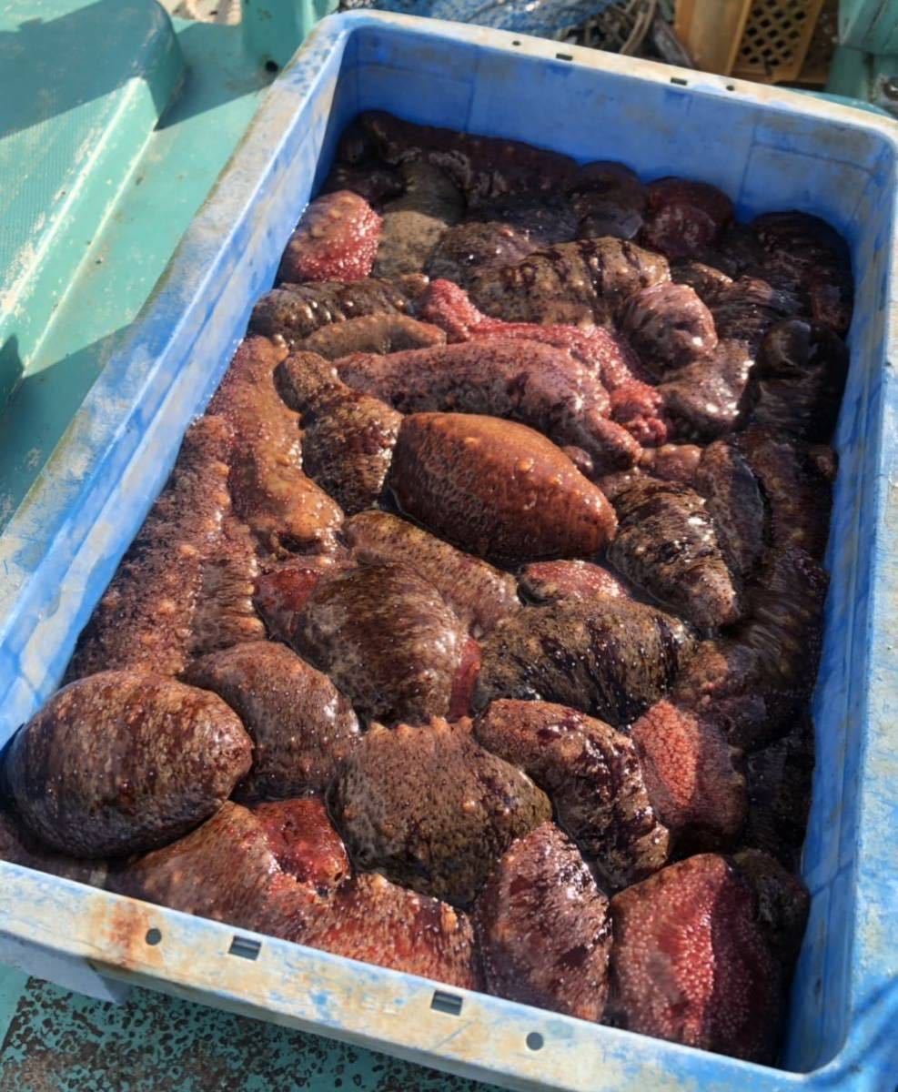 紀伊水道産の新鮮赤ナマコ！！産地直送！！　ナマコ　なまこ　1kg ★ 和歌山産！！栄養抜群の　スーパーフード　！！！！_2