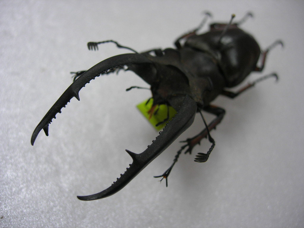 昆虫標本☆ラオス産アングスティコルニスミヤマクワガタ♂71.5ミリ