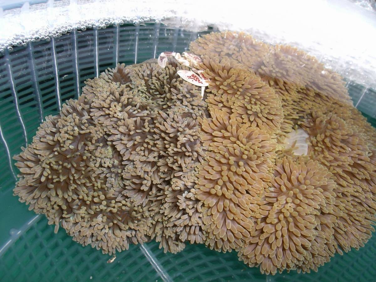 沖縄産 ハタゴイソギンチャク 約２５－３０ｃｍ前後　送料込み価格！（希少入荷）