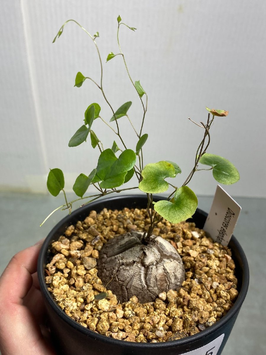 実生株 亀甲竜 塊根植物 コーデックス 【公式通販】
