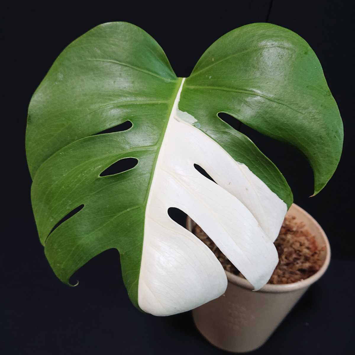 19　発根済み！　極上♪　斑入り　モンステラ　ホワイトタイガー　極斑入り ハーフムーン　散り斑