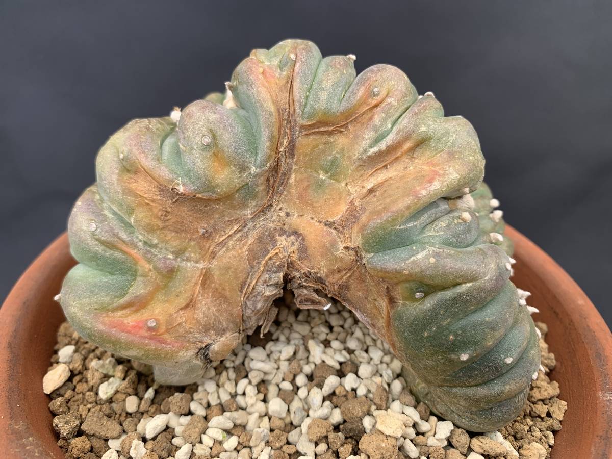 サボテン・多肉植物 A25 烏羽玉綴化 ロホホラ 烏羽玉綴化 【公式通販】