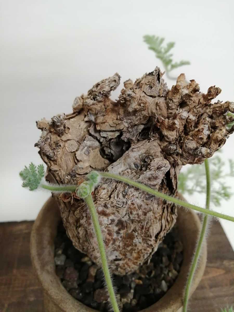 Pelargonium triste ペラルゴニウム トリステ 良型 冬型 現地球 発根済