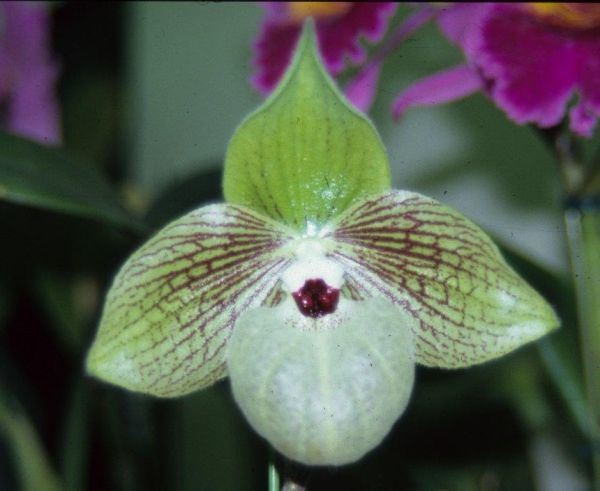 Paph. malipoense Yahoo!オークション 原種 | 洋蘭 パフィオ