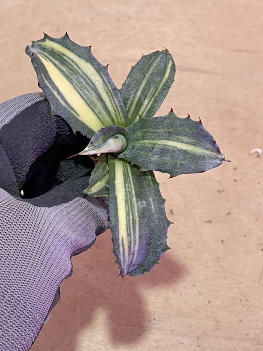 アガベ フェロックス錦　極上株 多肉植物アガベ フェロックス 錦極上株F フェロックス 多肉植物アガベ 多肉