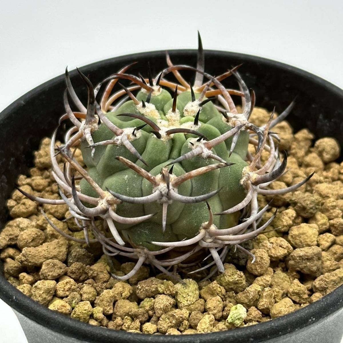 eriosyce aurata エリオシケ アウラタ 五百津玉 国内実生（多肉植物