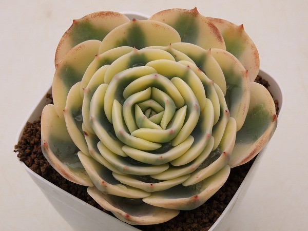 ■ルノーディーン　ヤマト運輸発送のみ 【多肉植物　Echeveria　エケベリア】