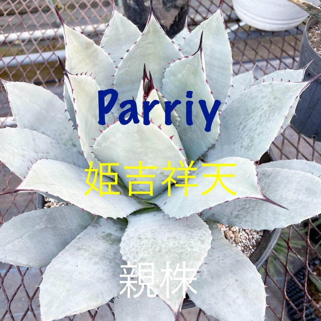 パリー アガベ Yahoo!オークション | 姫吉祥天 公式通販 メルカリ