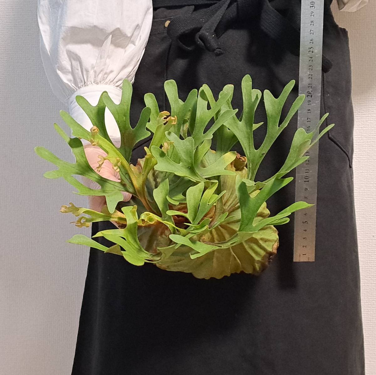 ☆1円スタート☆20 ビカクシダ 植物☆Platycerium ridleyi (プラティケリウム リドレイ)Sumatera Selatan Wild/麋角羊歯