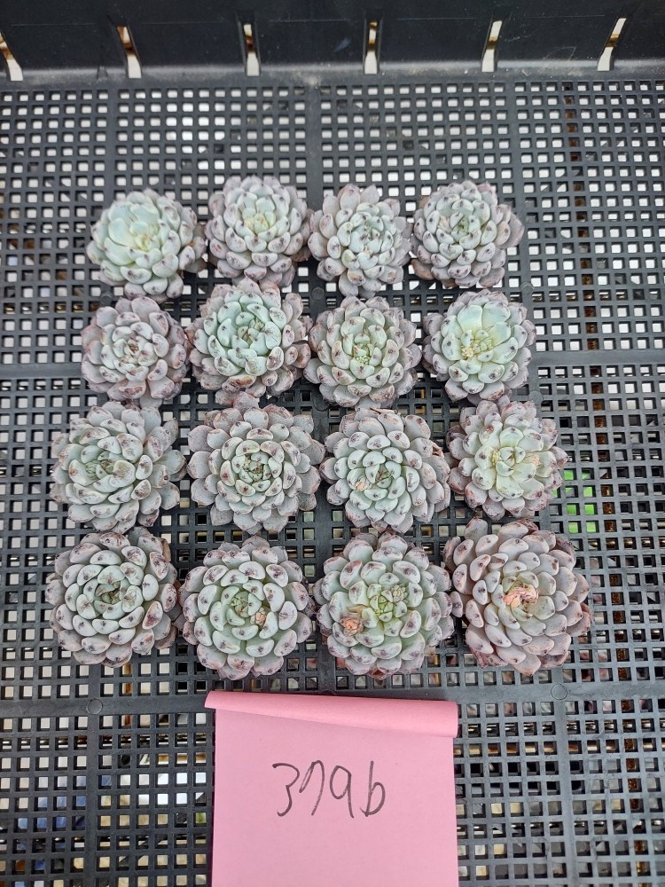 0106-ZKC379bブラックザラゴーサ16個 多肉植物 韓国 エケベリア (1/29発送)