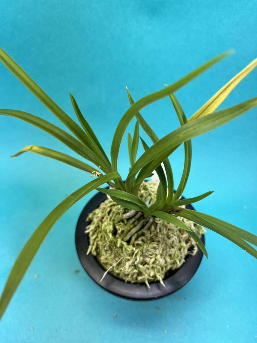 富貴蘭 □ 曼珠沙華 □ 富貴蘭 黄花曼珠沙華 正規 ○富貴 富貴蘭 □ 曼珠沙華 □ 富貴蘭 黄花曼珠沙華 正規 ○富貴