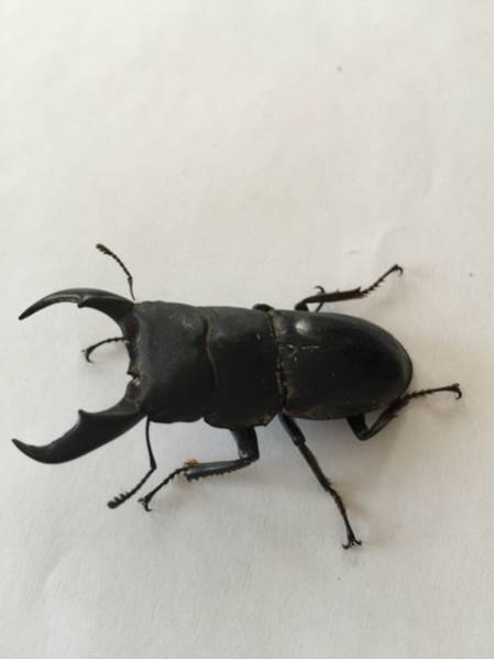 【石垣島産】ヒラタクワガタ♂2 ♀2値下げしました。