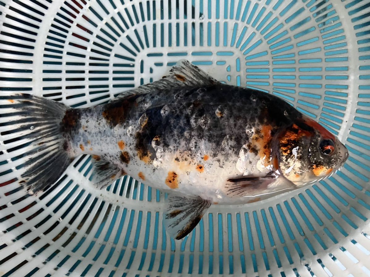 変わり金魚　鮒金　透明鱗　黒　大　モザイク　