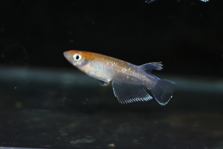 【オリジアス】紅玉エボリューション血統　１ペア　NO.１８