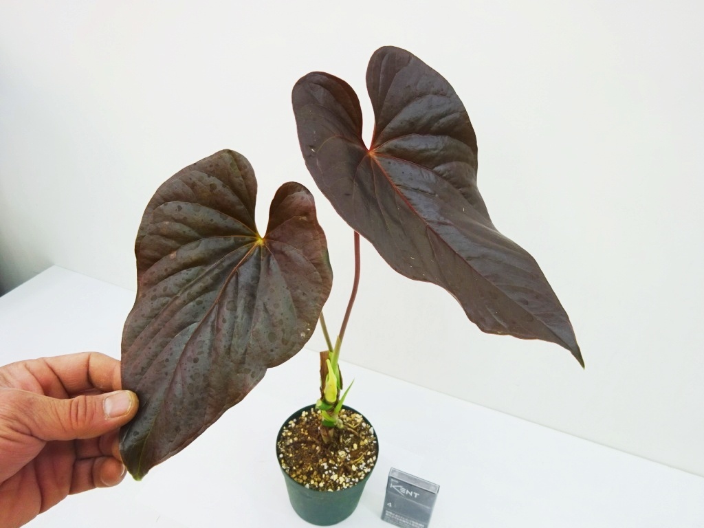 東京151アンスリウム　ロムズレッド　特美株　Anthurium chamberlainii