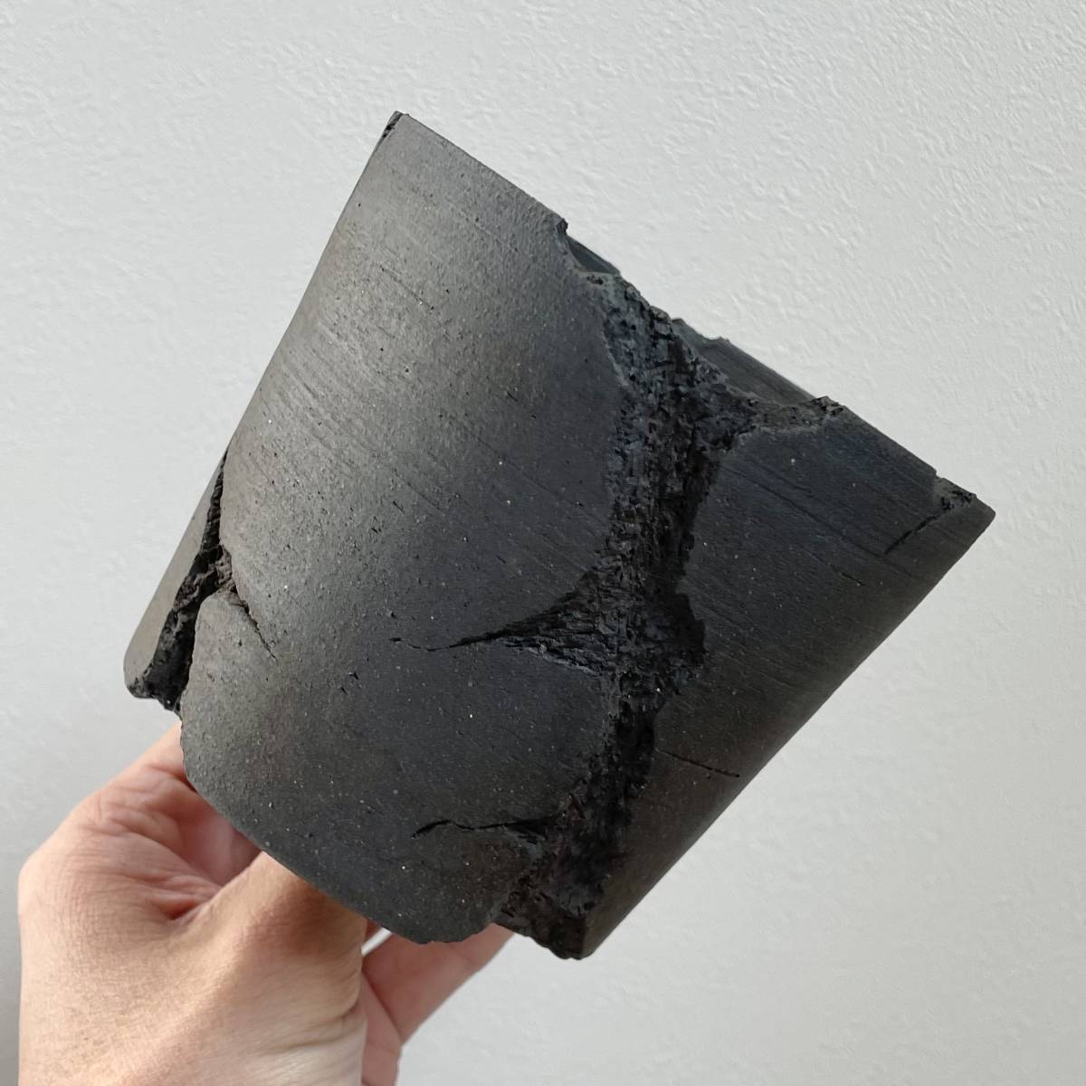 特大 現地球 発根済 パキポディウムグラキリス 加藤裕章 鉢付き