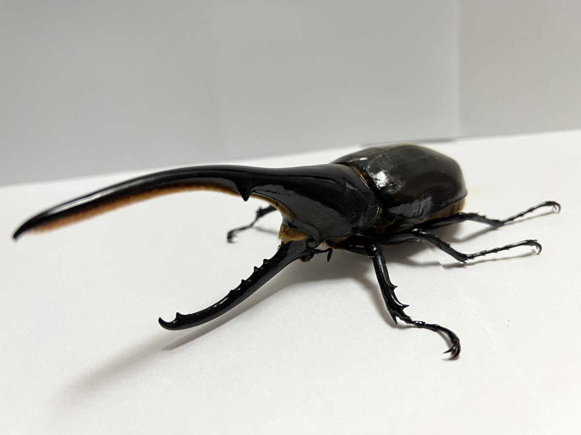 DH.ヘラクレス 成虫 ♂♀♀トリオ C68 パチセラスメテオ パチセラスメテオ改 未使用・未後食