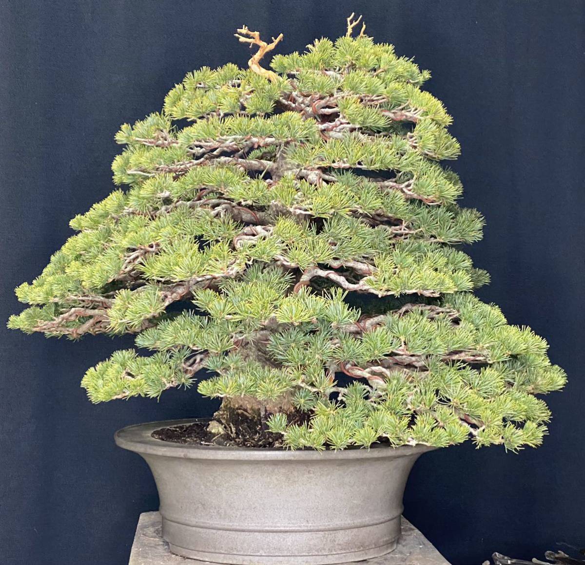 瑞祥 五葉松 瑞祥五葉松 小品盆栽