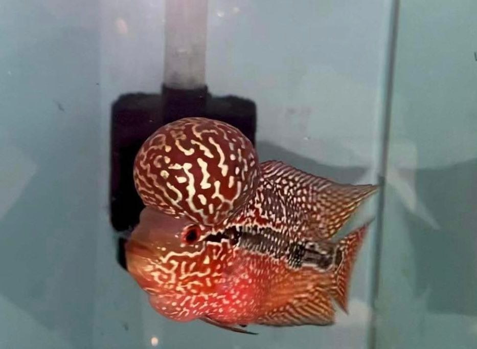 [LD Unique]　#R　フラワーホーン　カンファ ビックヘッド　2トーン色　1匹 (video あり)