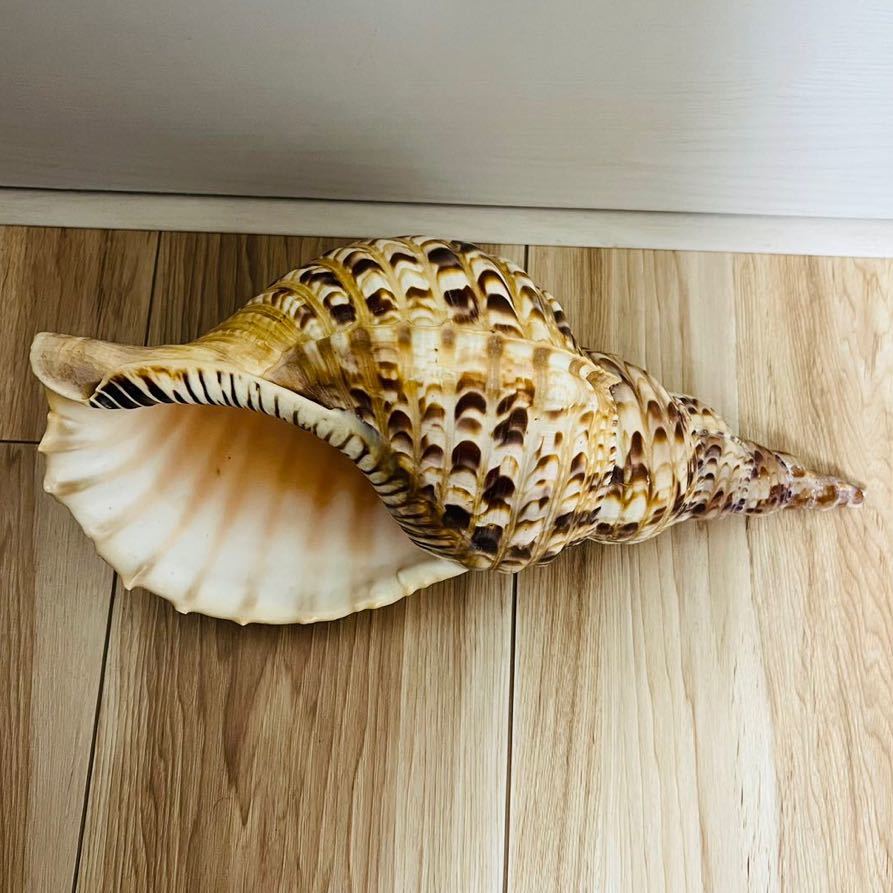 【貴重】法螺貝 ほら貝 ホラ貝 約31cm 483g 