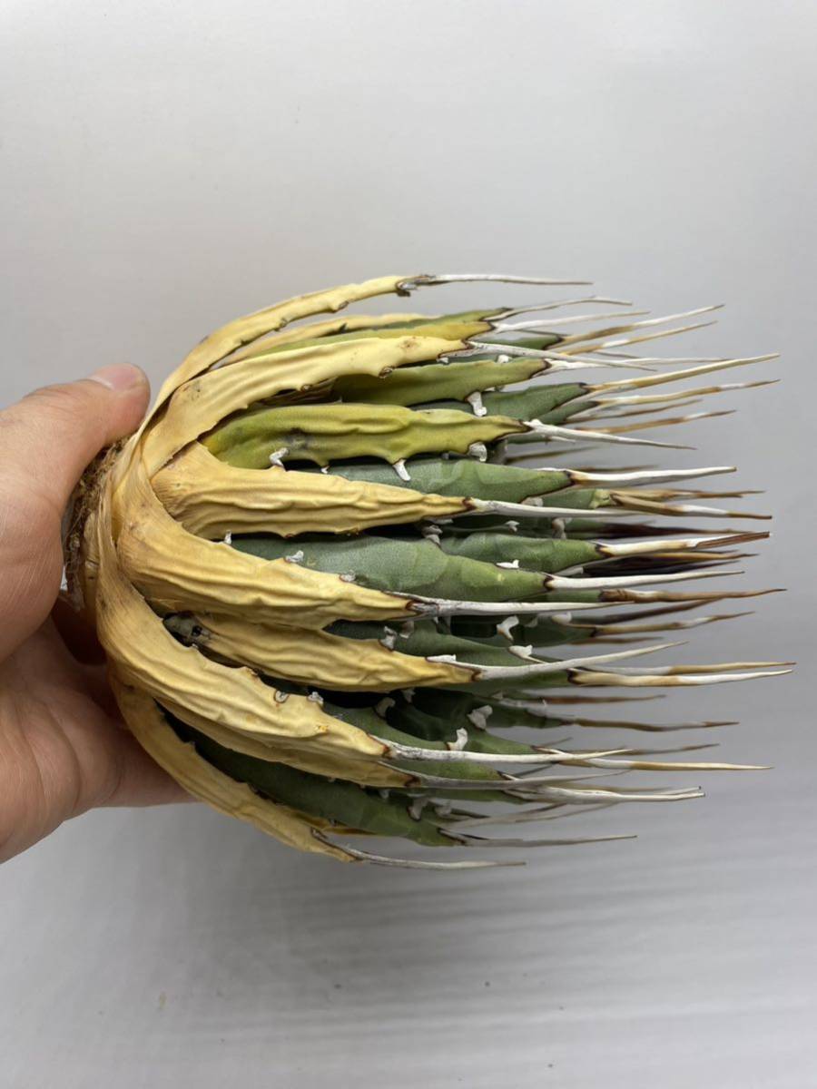 大株美株‼️陽炎 蕾 アガベ エボリスピナ 大株美株‼️陽炎 蕾