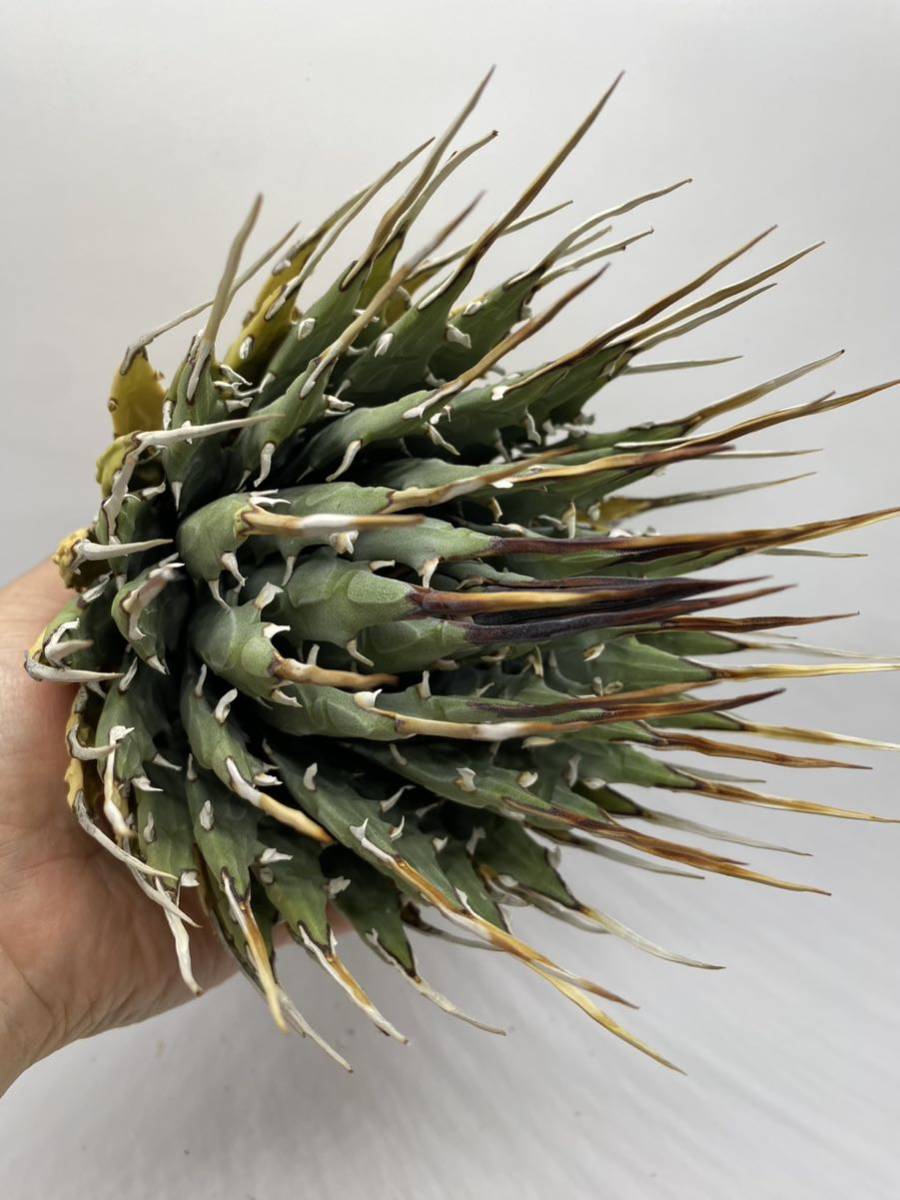 大株美株‼️陽炎 蕾 アガベ エボリスピナ 大株美株‼️陽炎 蕾