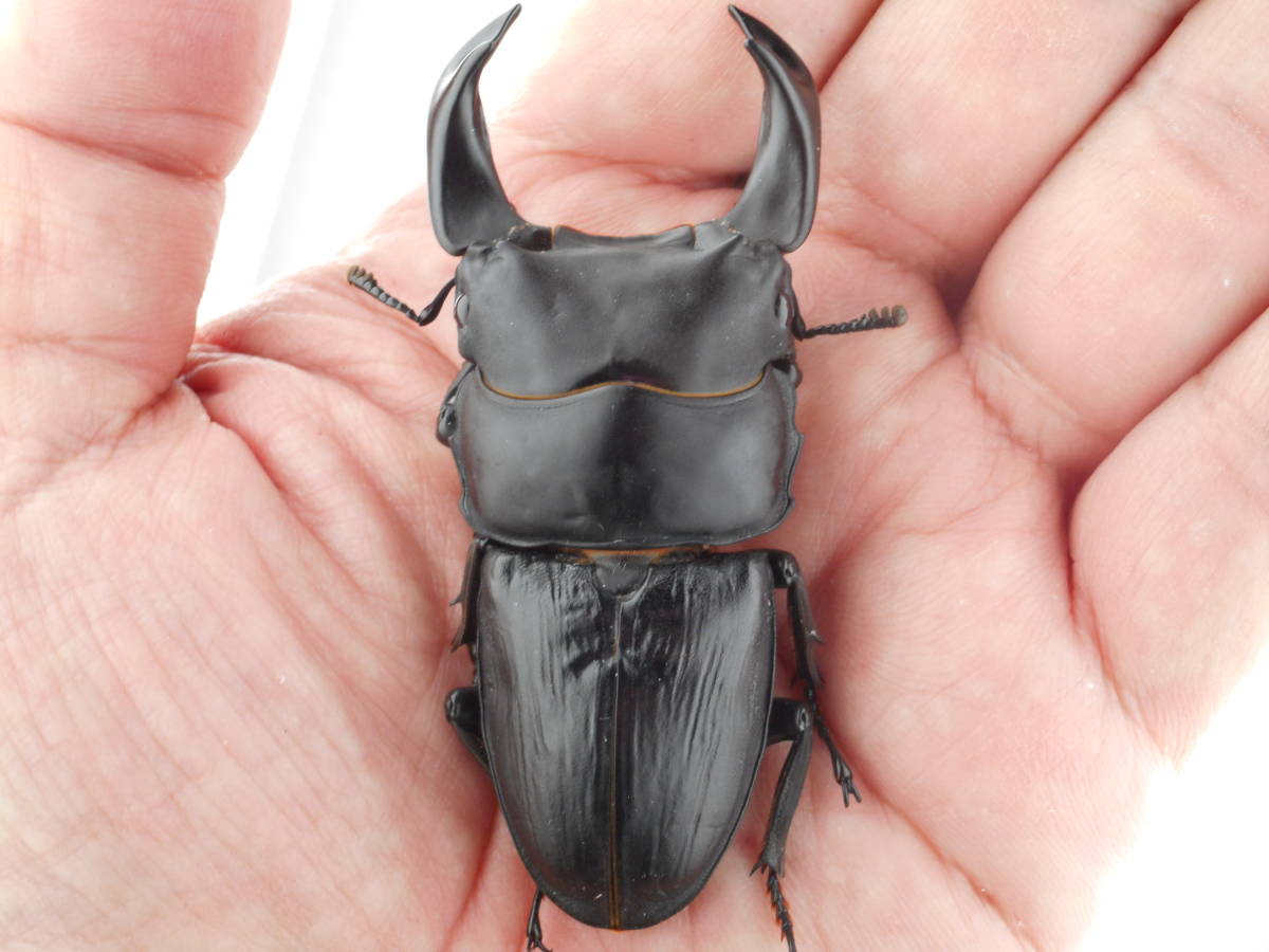 中国産オオクワガタ・迫力満点！！！・♂７０．２ｍm・早期羽化・新成虫ペアー（プラチナ７３・ＳＭ・怪物系統）　②　0219