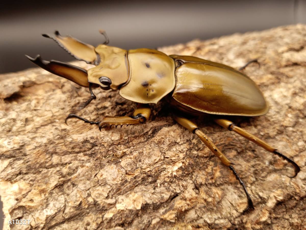 No90 ババオウゴンオニクワガタ 同腹1♂2♀ オウゴンオニ 後食済み 発送日2