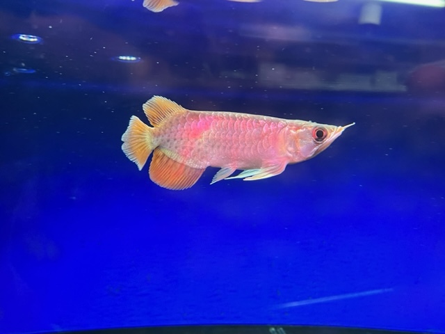 難あり特価！スーパーショート紅龍　約16cm