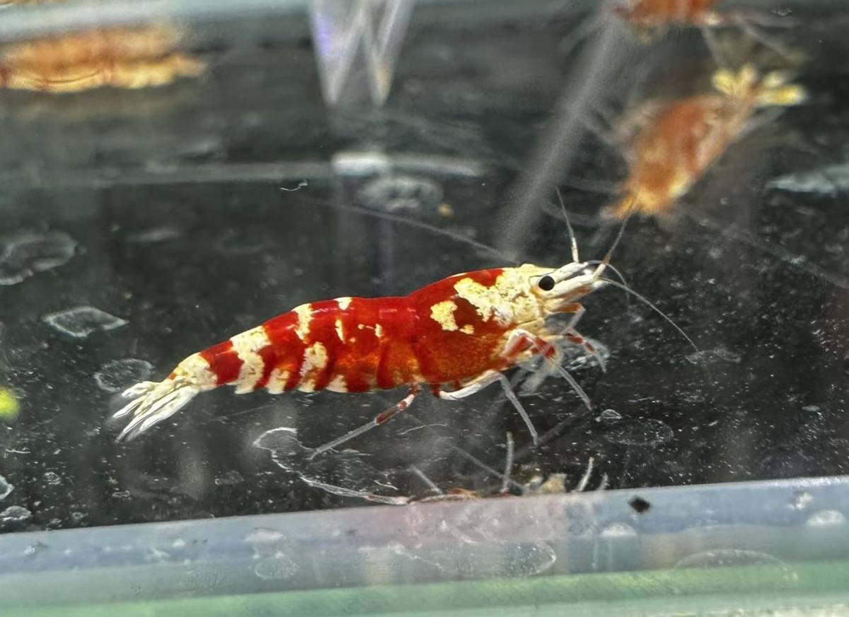 特選サラサタイガー画像の5匹に若個体5匹合計10匹