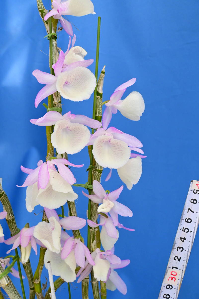 I-27　Den. polyanthum x sib. ('Houri' x 'Nagata')　洋蘭 原種 デンドロビューム　〈 R5-0222-I 〉