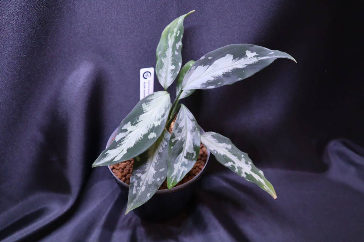 Aglaonema pictum A“氷肌玉骨”【LA0816-03j】 Aglaonema pictum A “氷