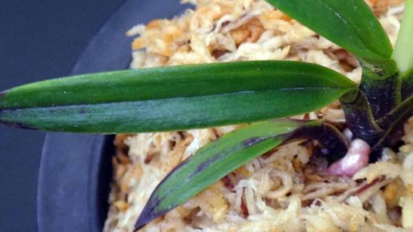 富貴蘭　縞入り金牡丹　お買得に提供です(^O^)