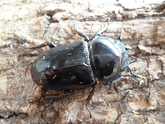 グランディスオオクワガタ♂♀♀（3匹）トリオ 新成虫！グランディスオオクワガタクワガタ♂75ミリ♀47ミリ＋♀45.5