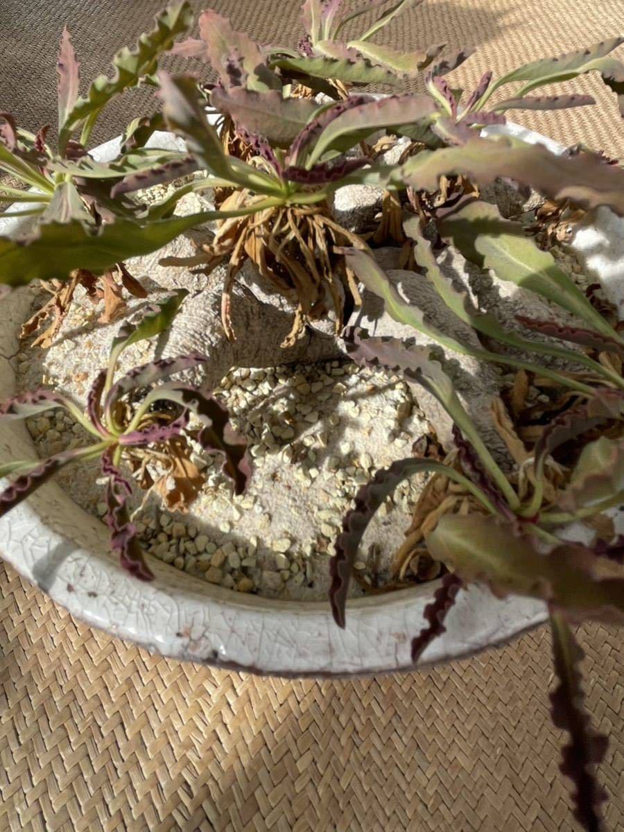 Euphorbia crispa ユーフォルビア クリスパ 波濤キリン 大株 現地球 塊根植物 コーデックス パキポディウム